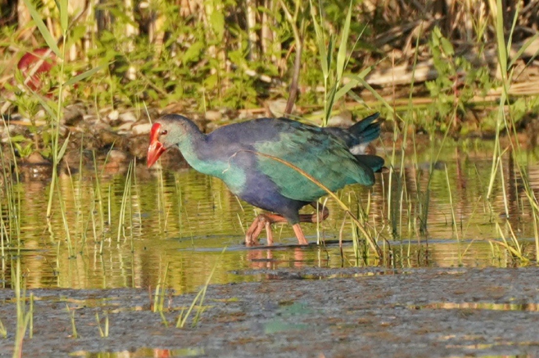 Gray-headed Swamphen - ML641843866