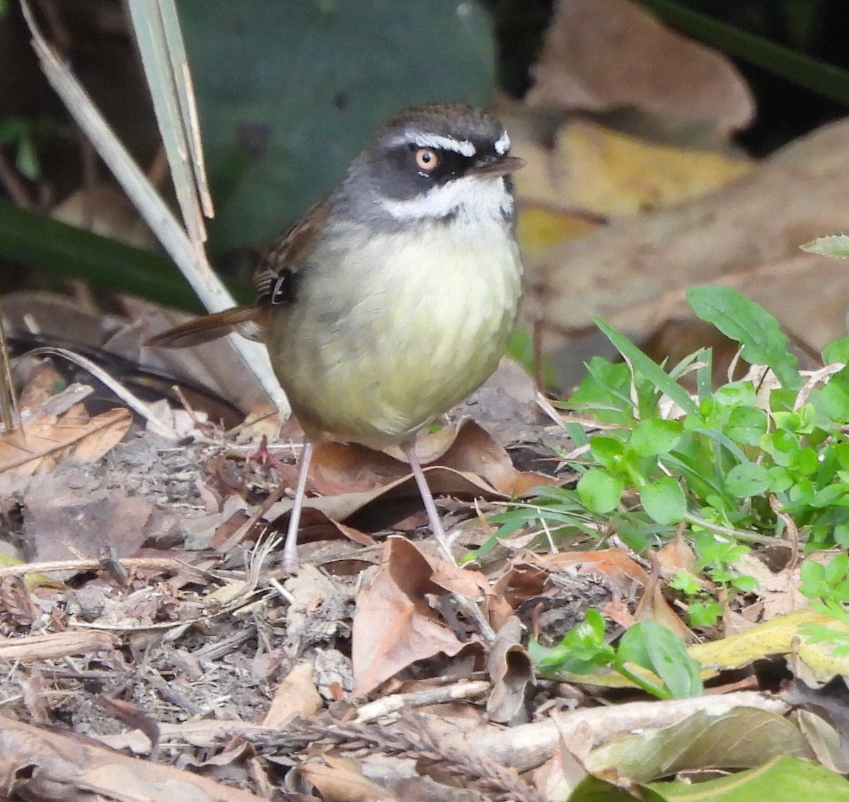 White-browed Scrubwren - ML641843870