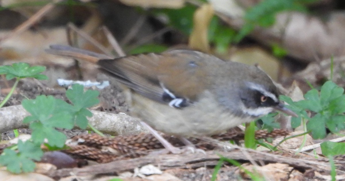 White-browed Scrubwren - ML641843871