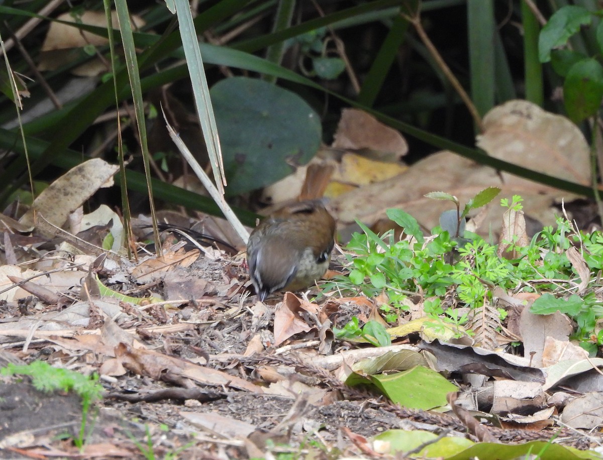 White-browed Scrubwren - ML641843872