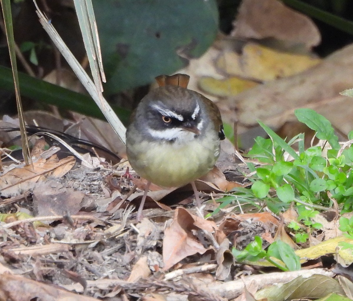 White-browed Scrubwren - ML641843873