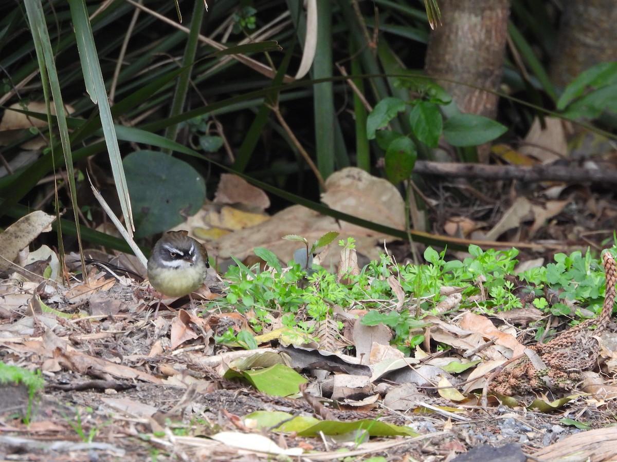 White-browed Scrubwren - ML641843874