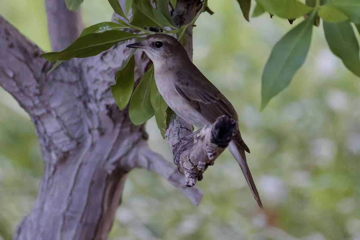 Common Nightingale - ML641843878
