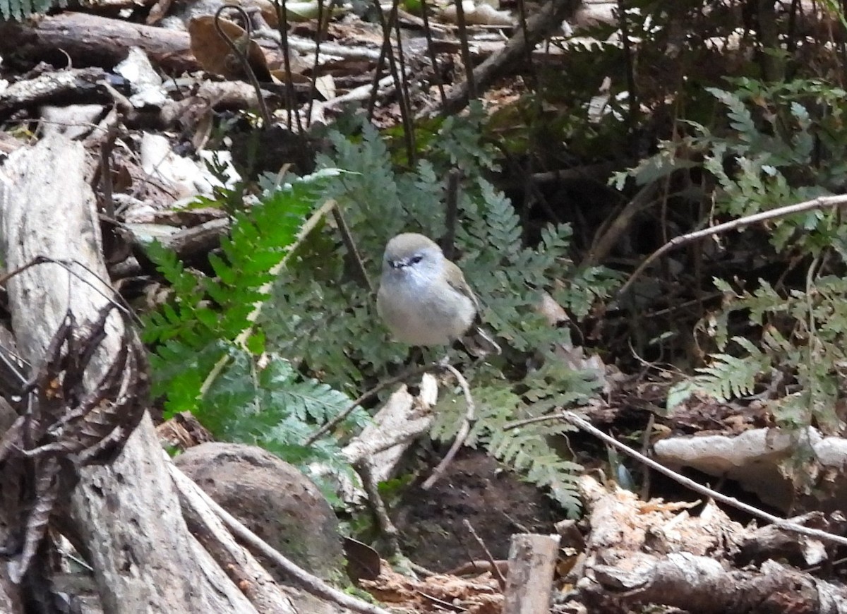 Brown Gerygone - ML641843879