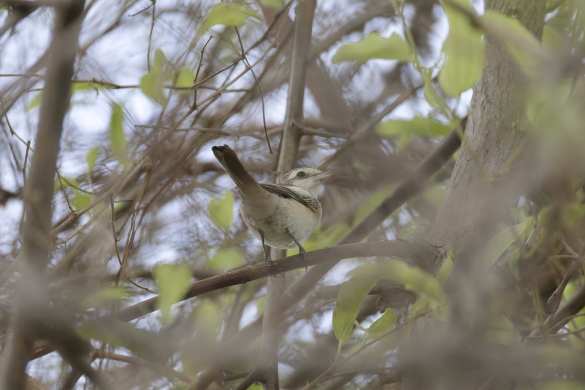 Masked Shrike - ML641843882
