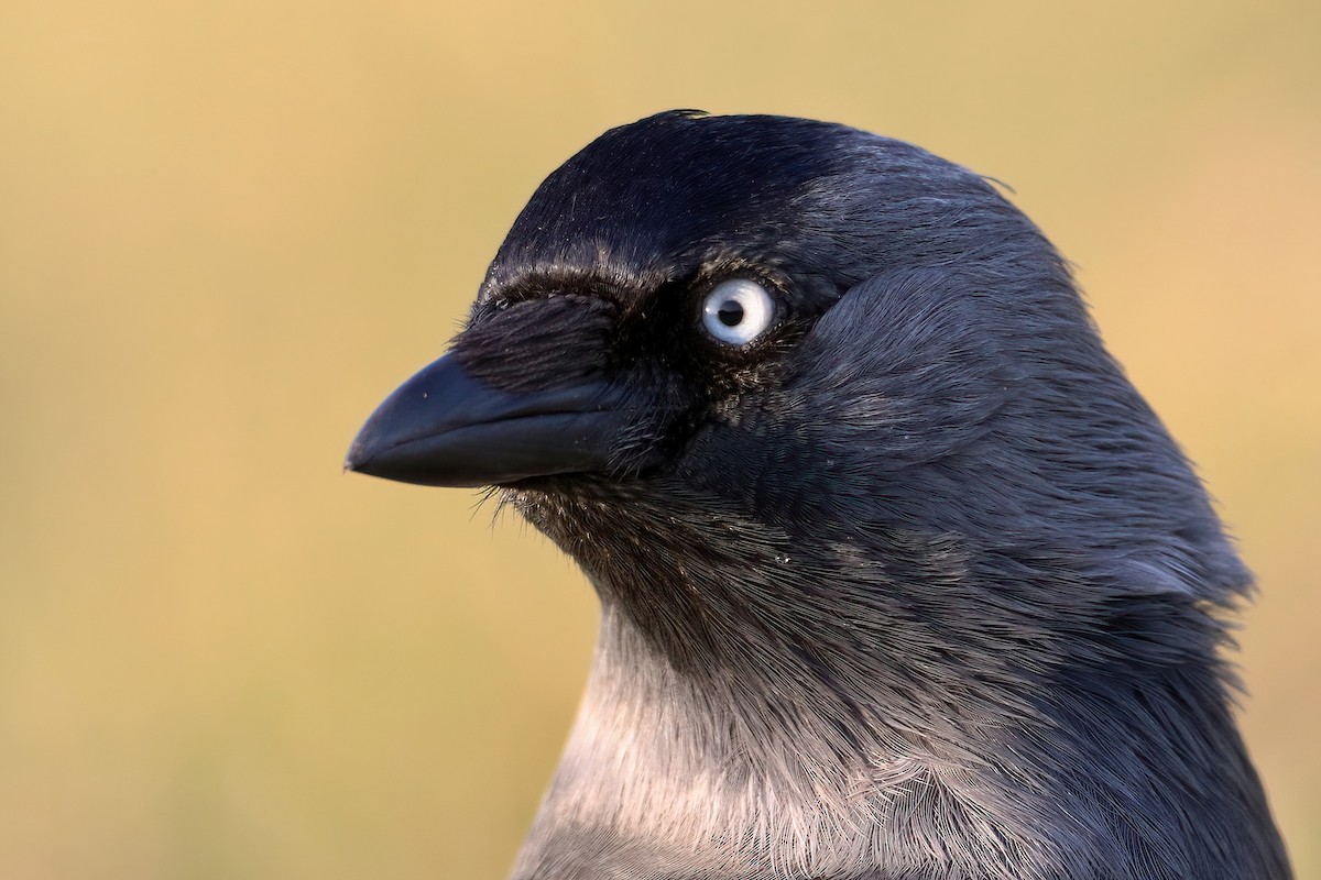 Eurasian Jackdaw - ML641843905