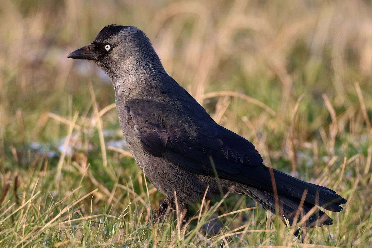 Eurasian Jackdaw - ML641843906
