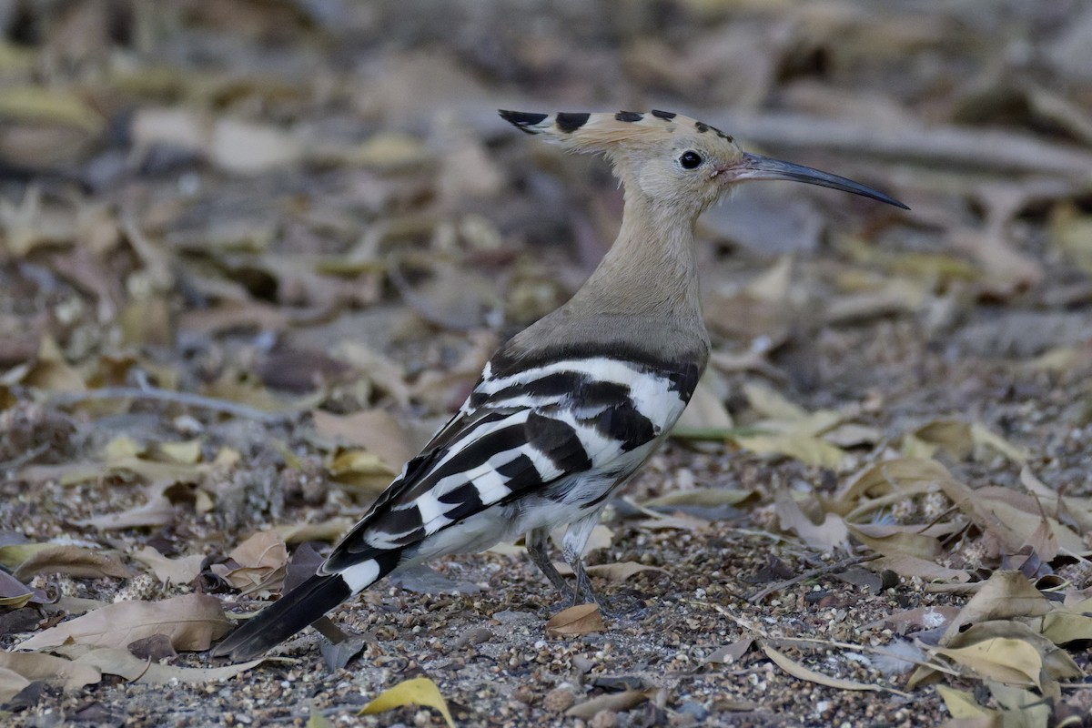 Eurasian Hoopoe - ML641843915