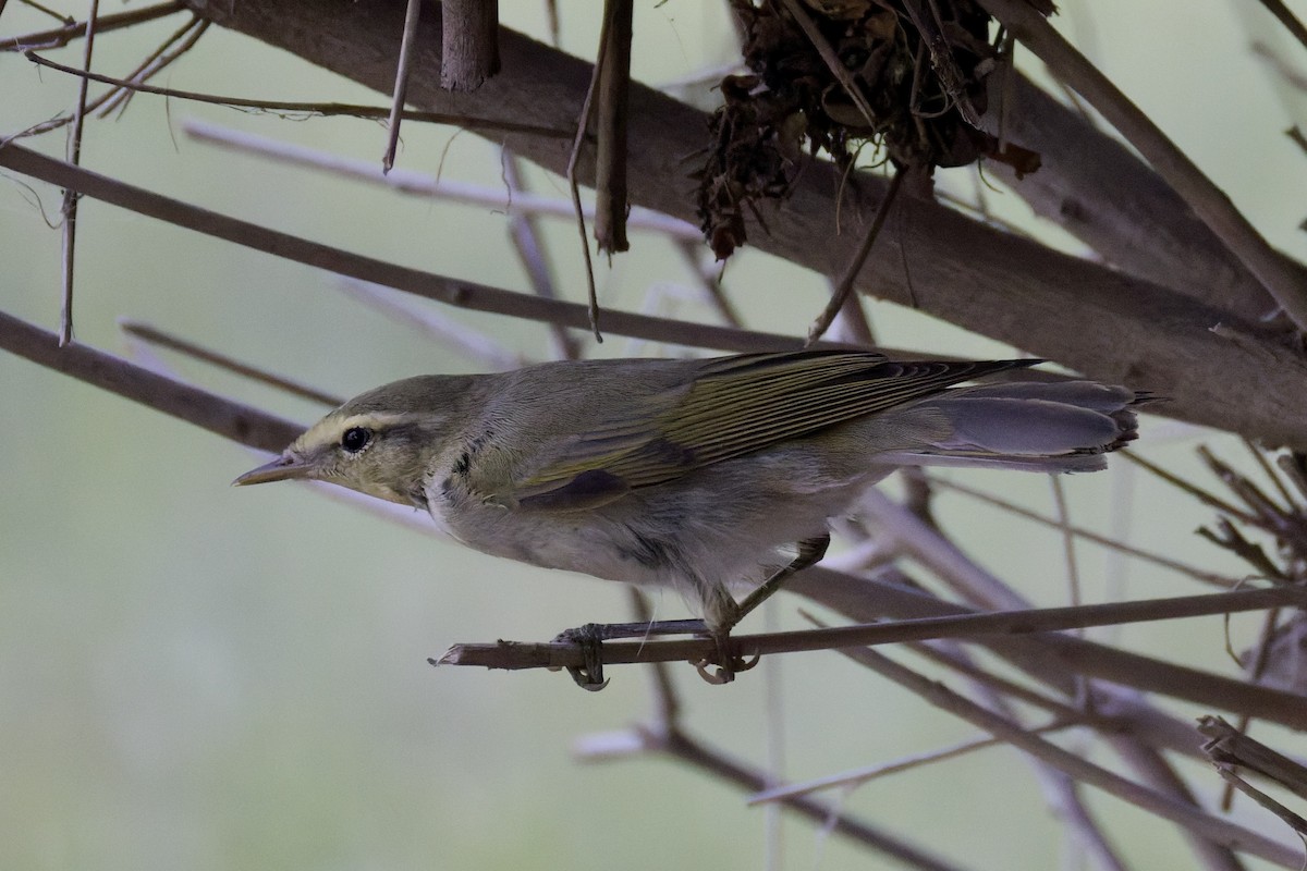 Wood Warbler - ML641843920