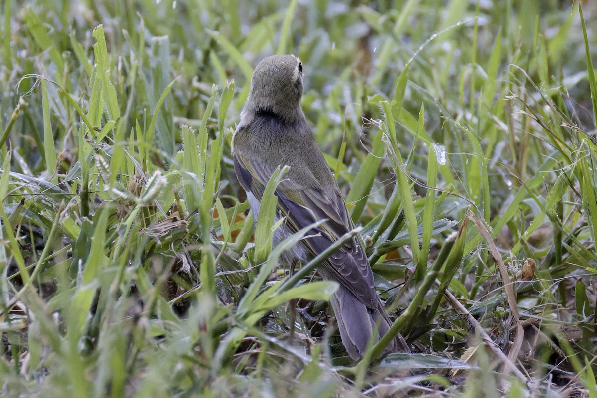 Wood Warbler - ML641843922