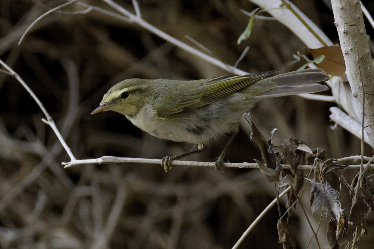 Wood Warbler - ML641843923