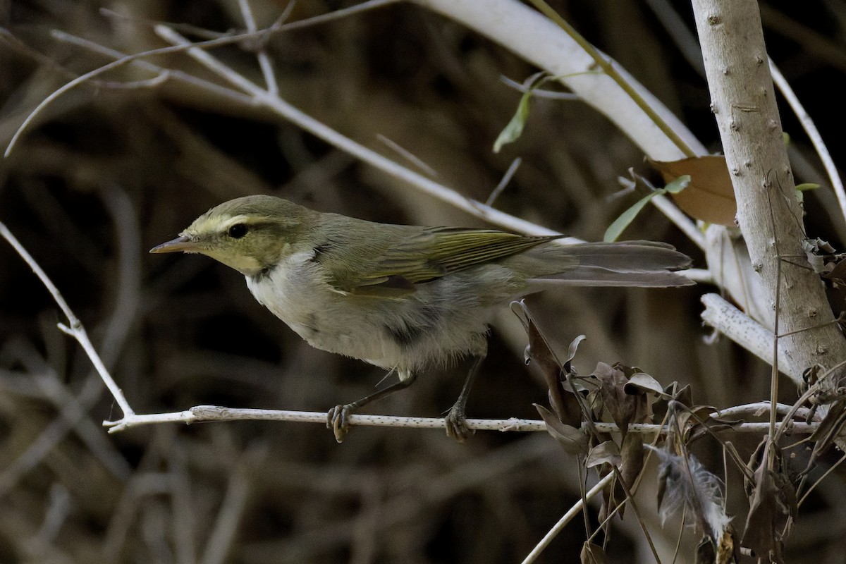 Wood Warbler - ML641843925
