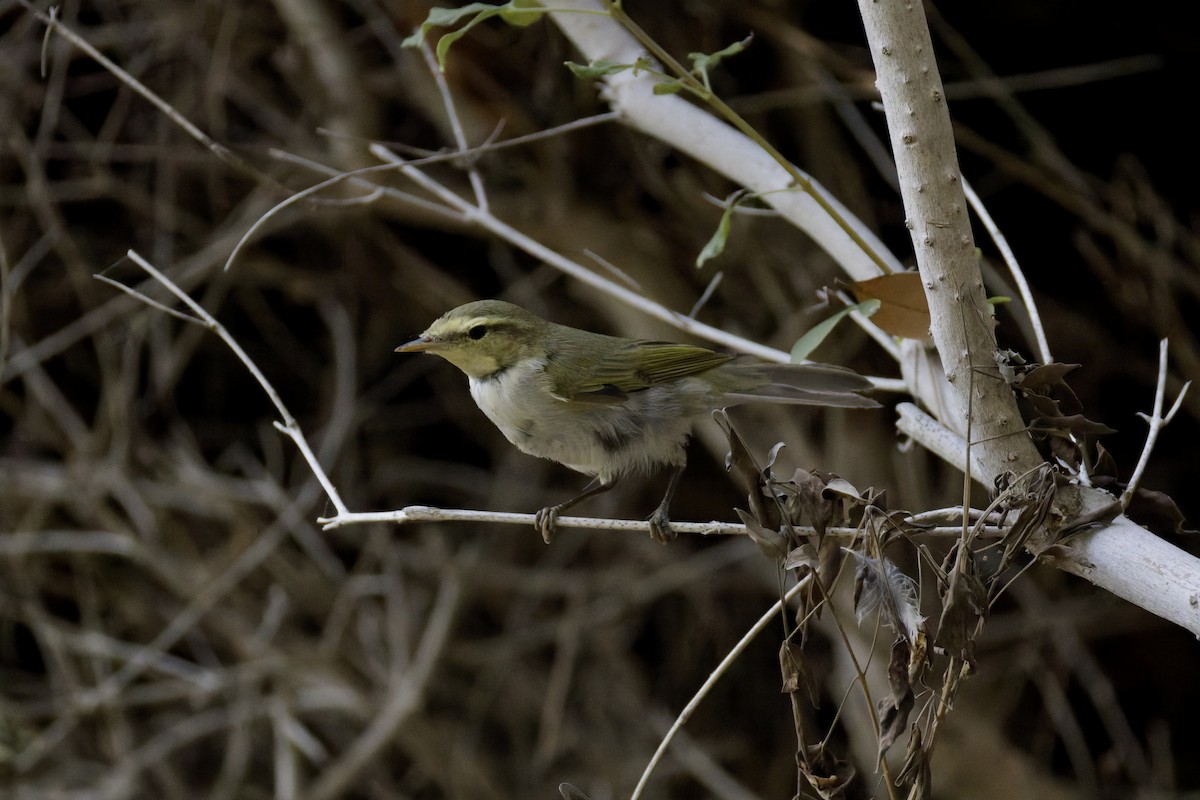 Wood Warbler - ML641843926
