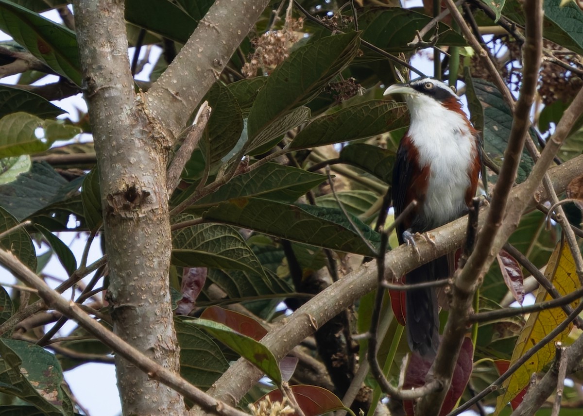 Sunda Scimitar-Babbler - ML641843941