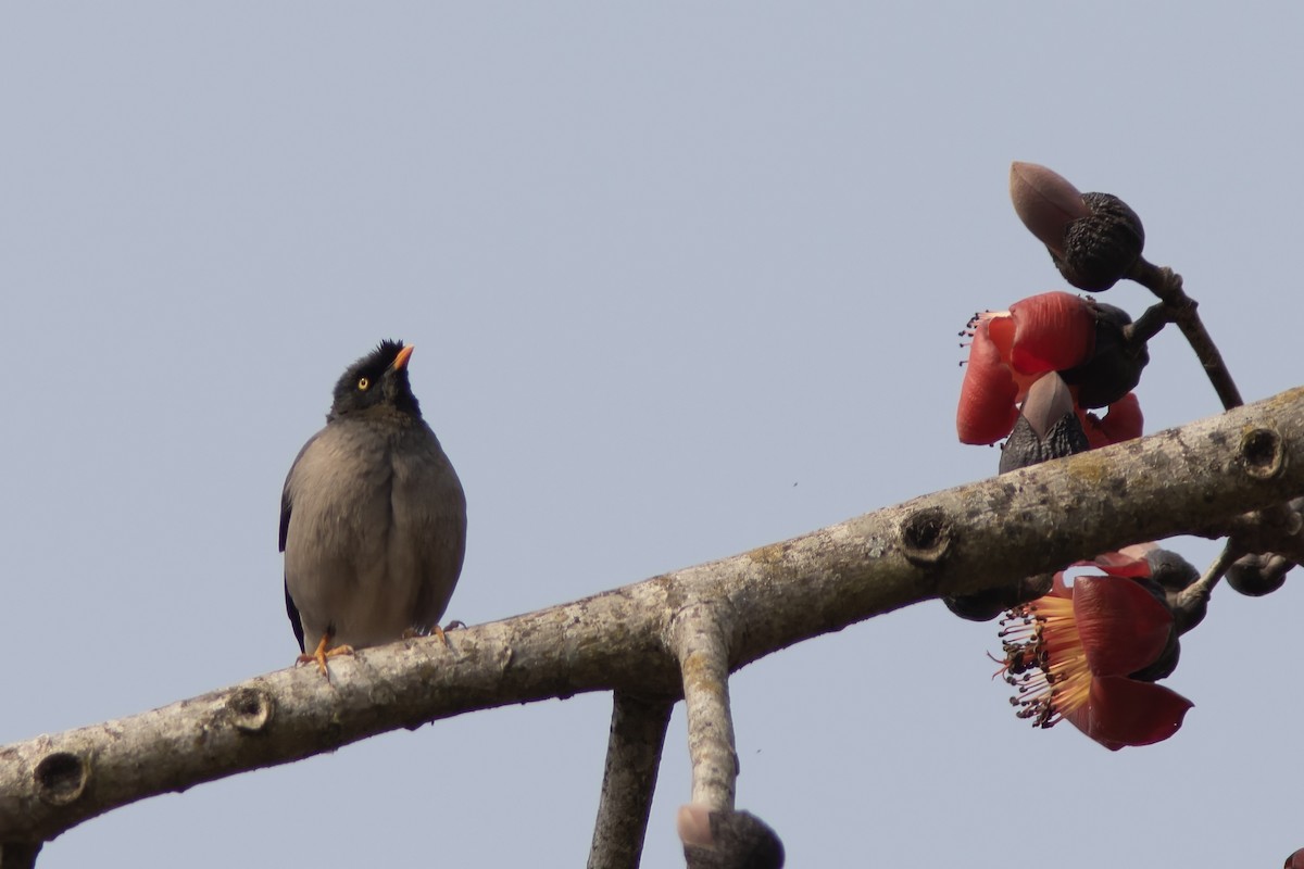 Jungle Myna - ML641843996