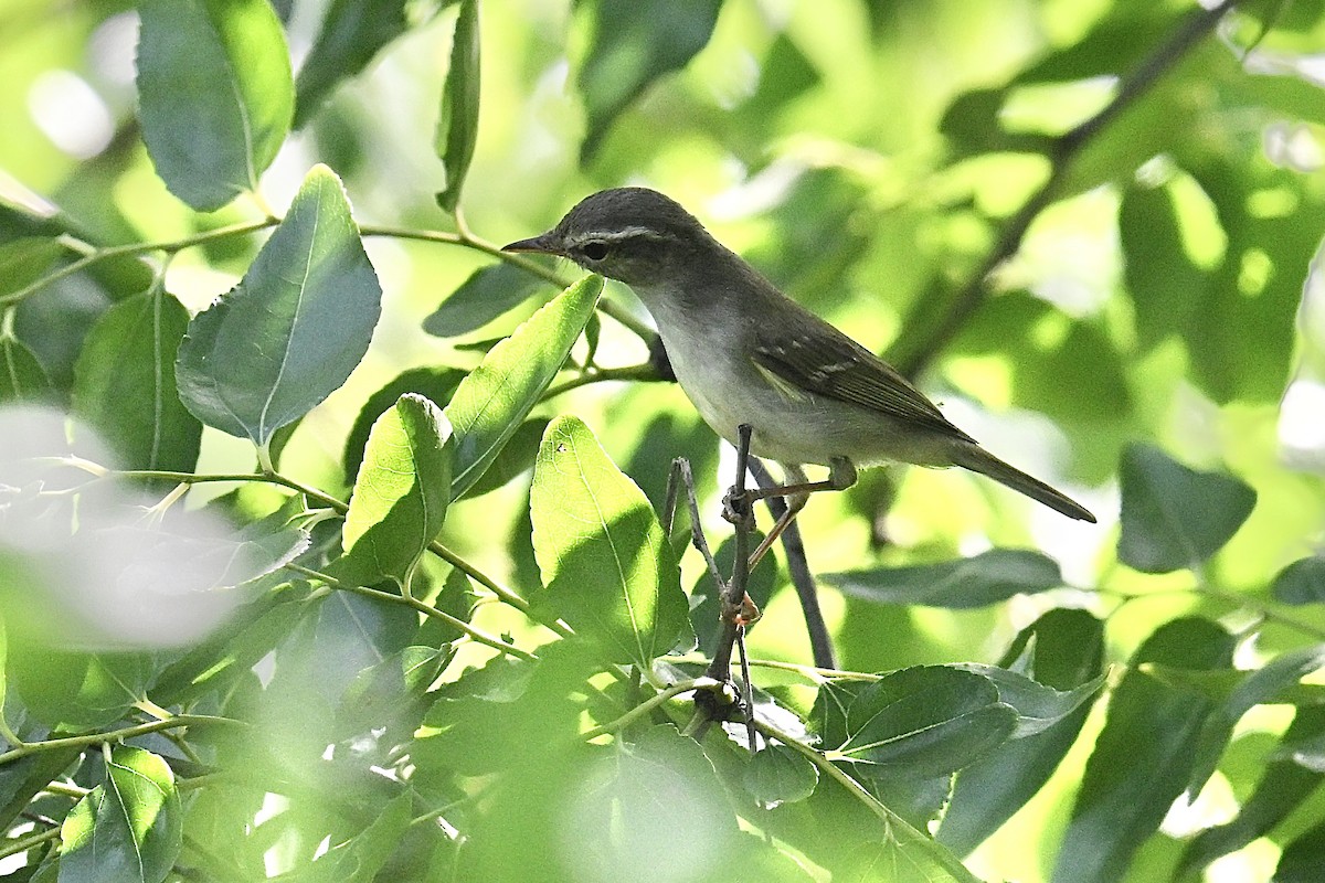 Mosquitero Patigrís - ML641844032