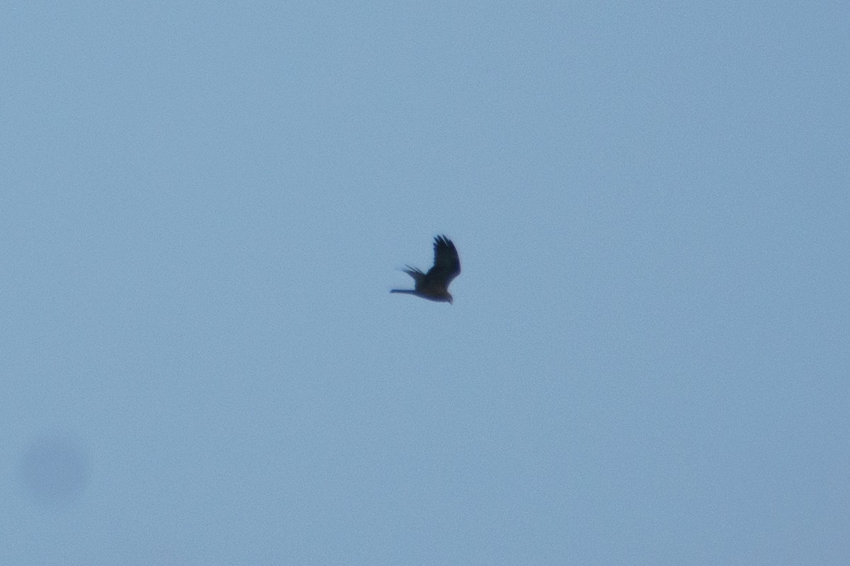 Black Kite - ML641844033