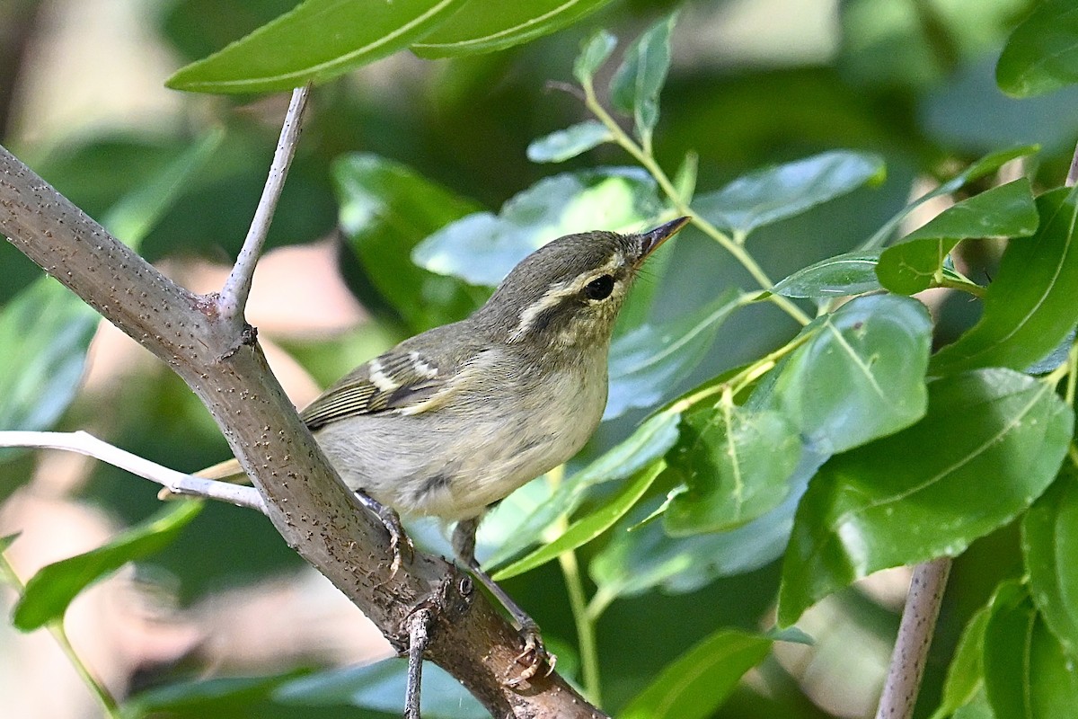 Mosquitero Patigrís - ML641844034