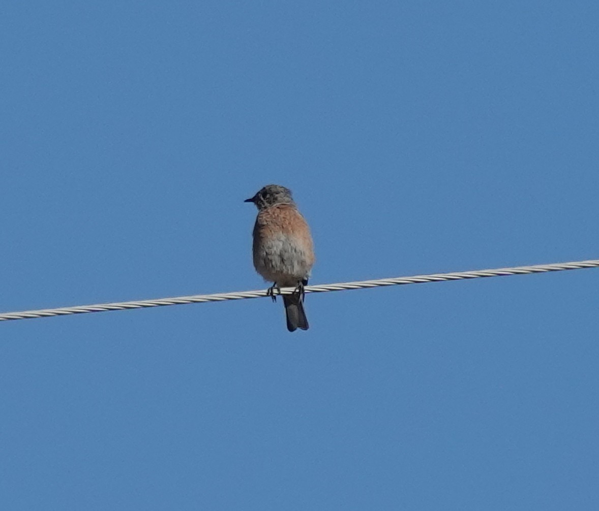 Western Bluebird - ML641844036