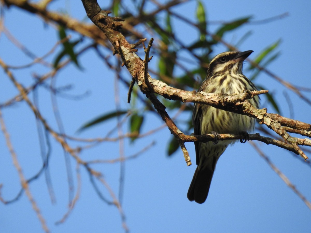 Streaked Flycatcher - ML641844044