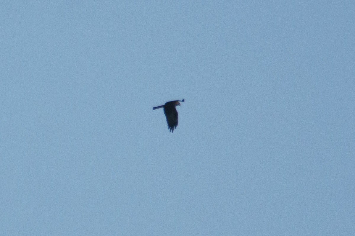 Black Kite - ML641844047
