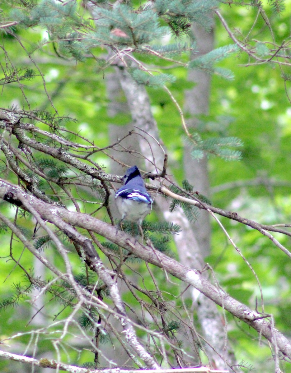 Blue Jay - ML641844056