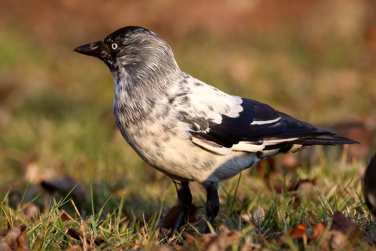 Eurasian Jackdaw - ML641844090