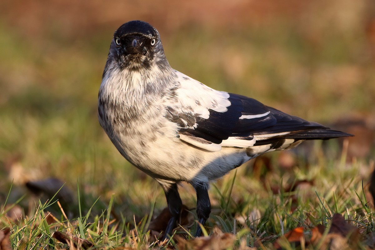 Eurasian Jackdaw - ML641844091