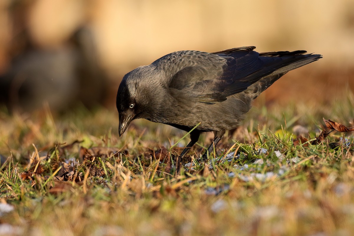 Eurasian Jackdaw - ML641844092