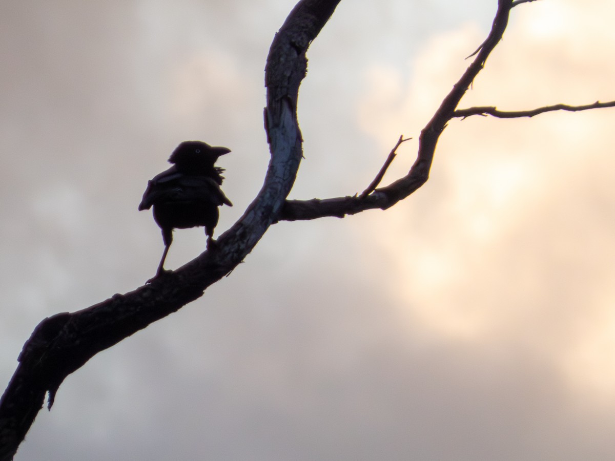 Australian Raven - ML641844110