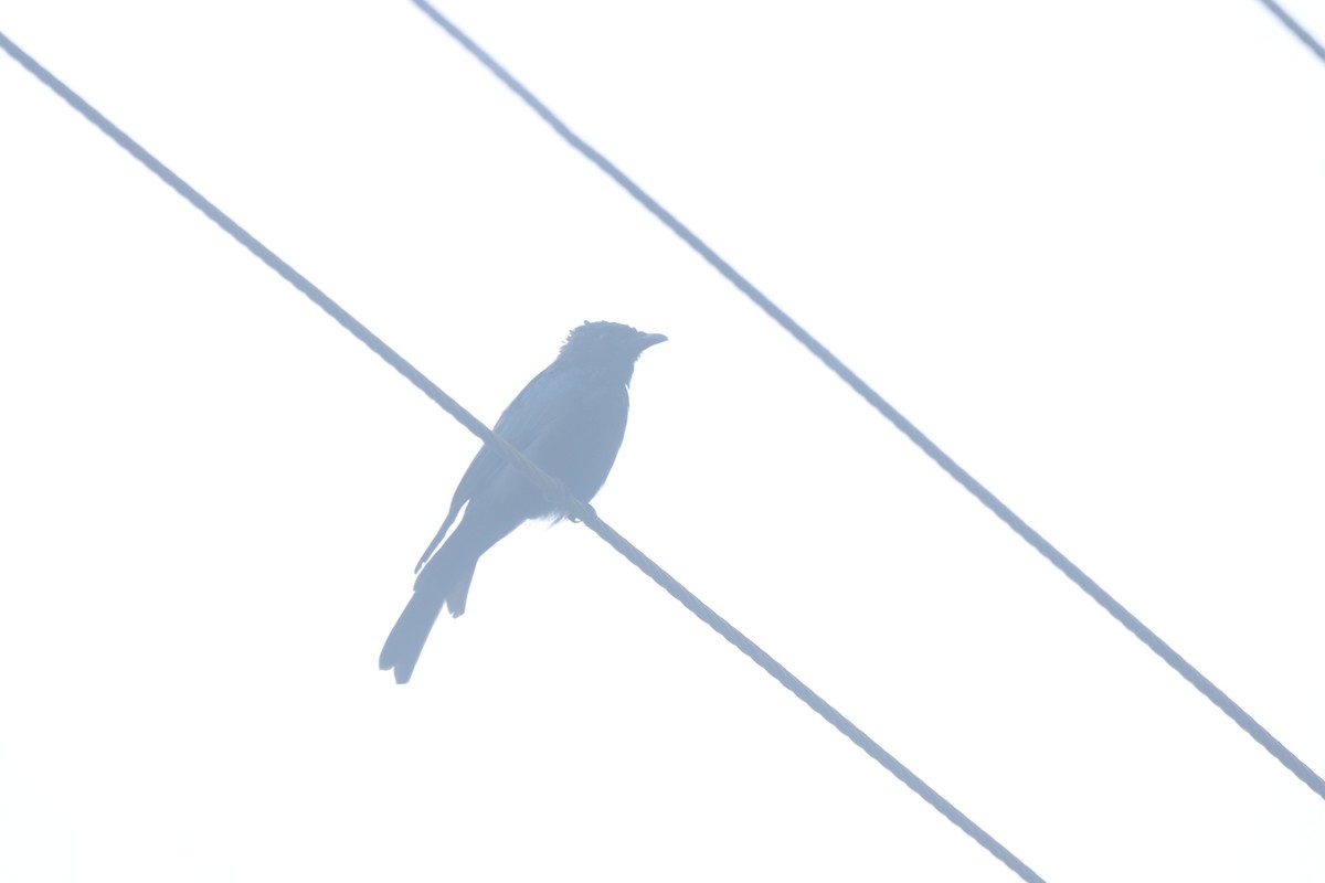 Bronzed Drongo - ML641844115