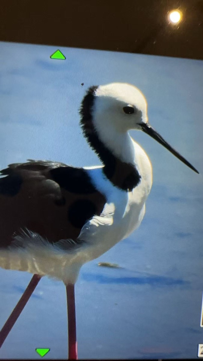 Pied Stilt - ML641844129