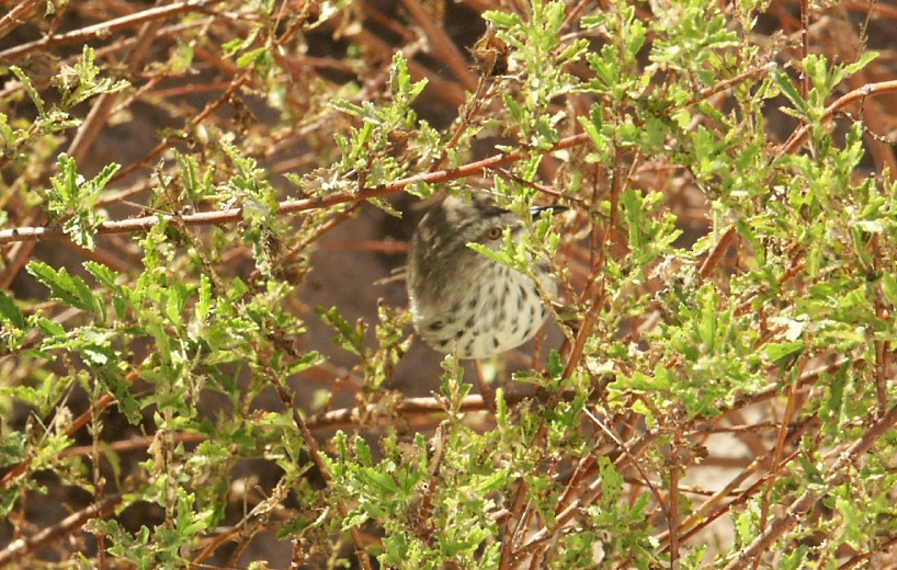 Karoo Prinia - ML641844196