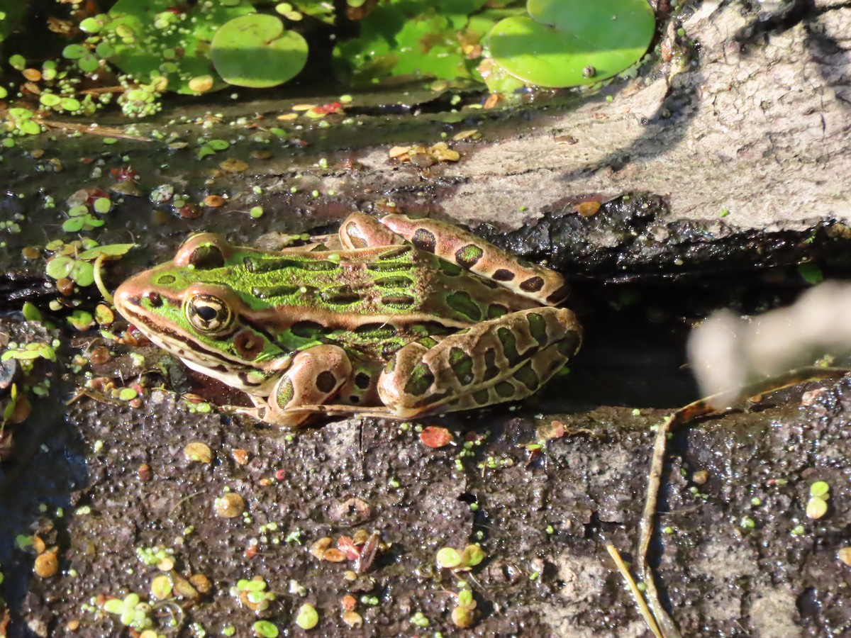 Animals - ML641844212