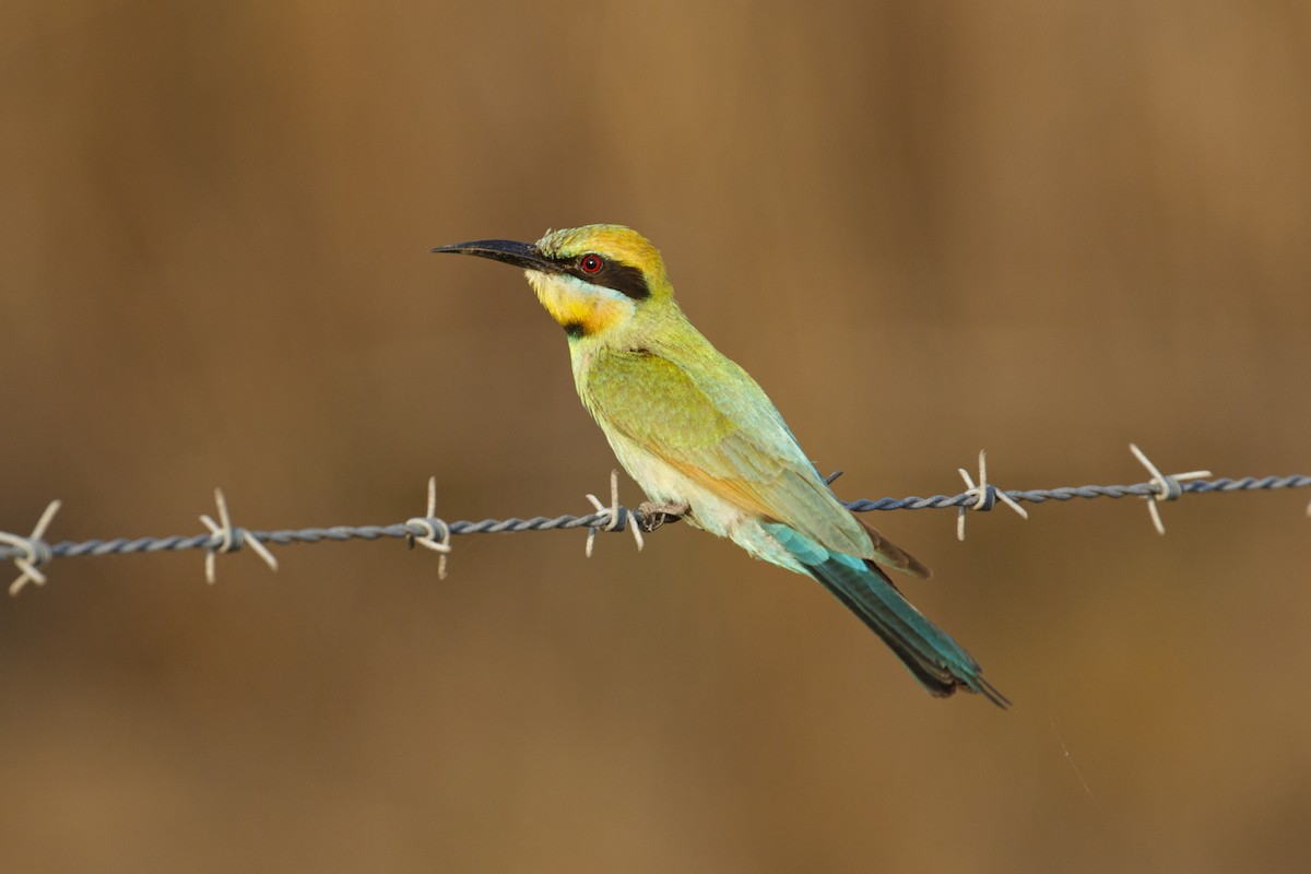 Rainbow Bee-eater - ML641844248