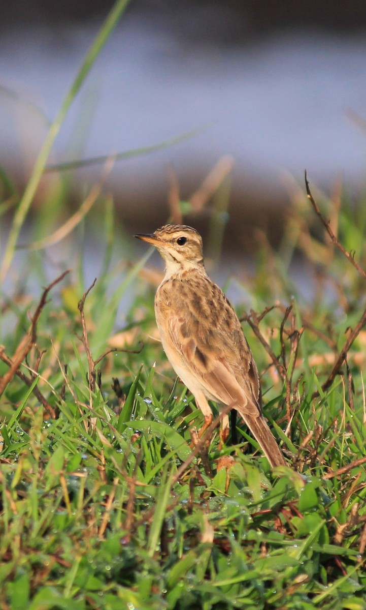 Pipit rousset - ML641844254