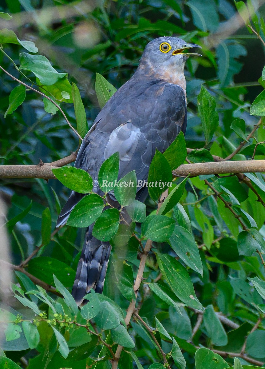 Common Hawk-Cuckoo - ML641844255