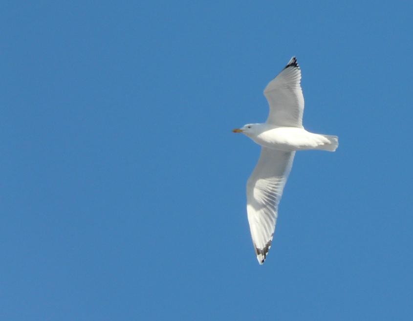 Caspian Gull - ML641844265