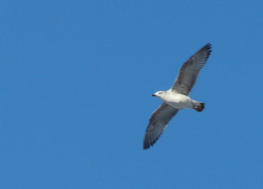 Caspian Gull - ML641844266