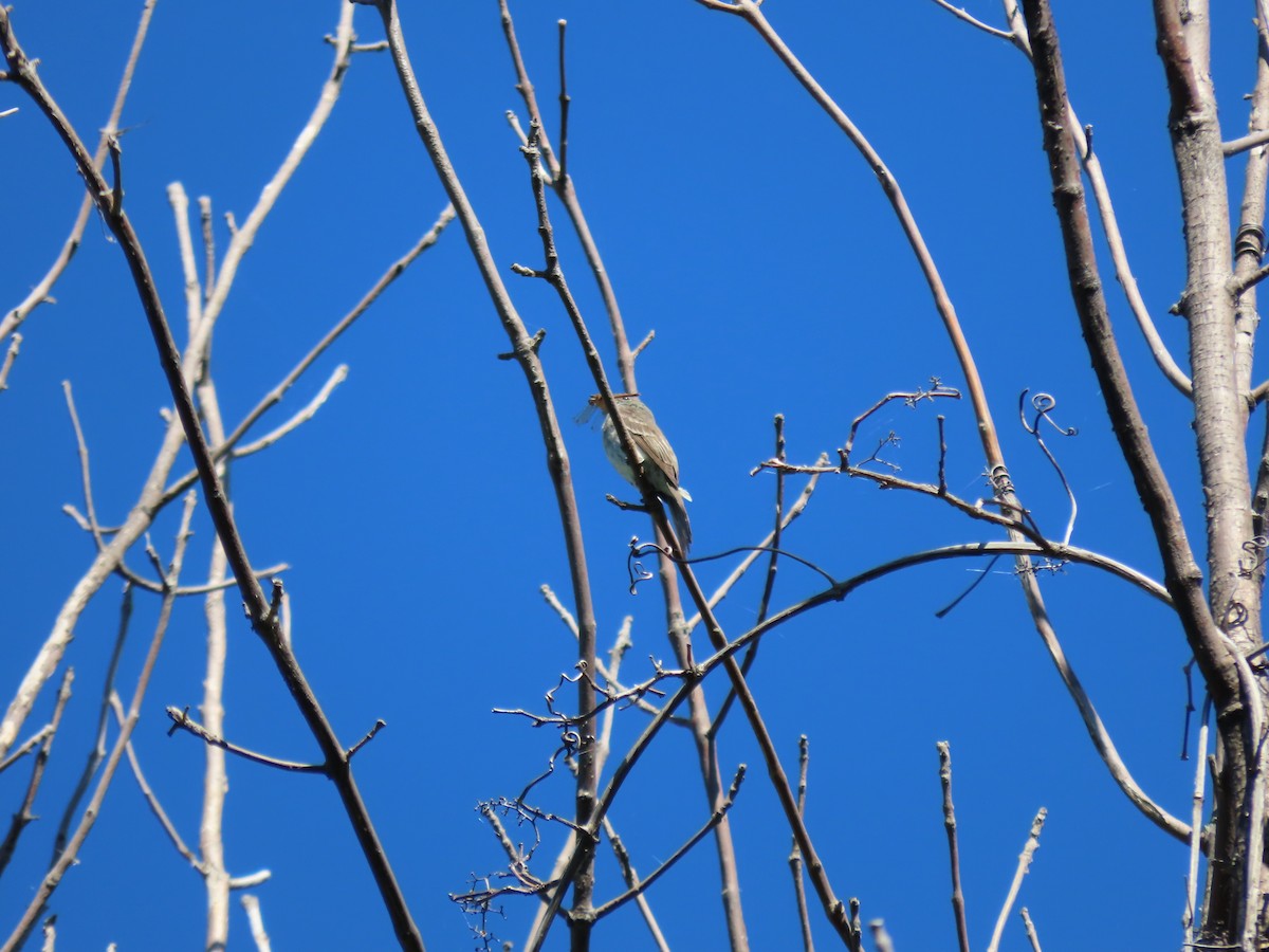 Eastern Wood-Pewee - ML641844276