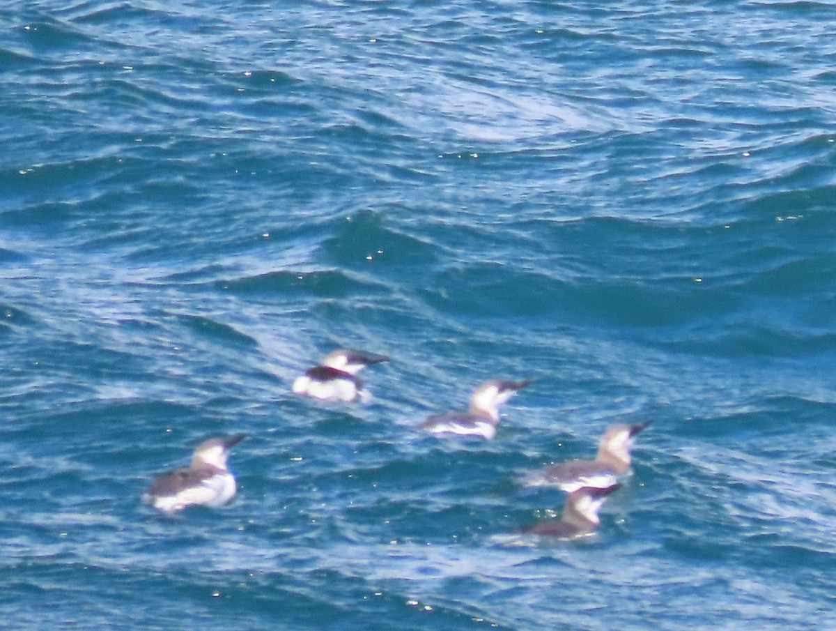 Common Murre - ML641844287