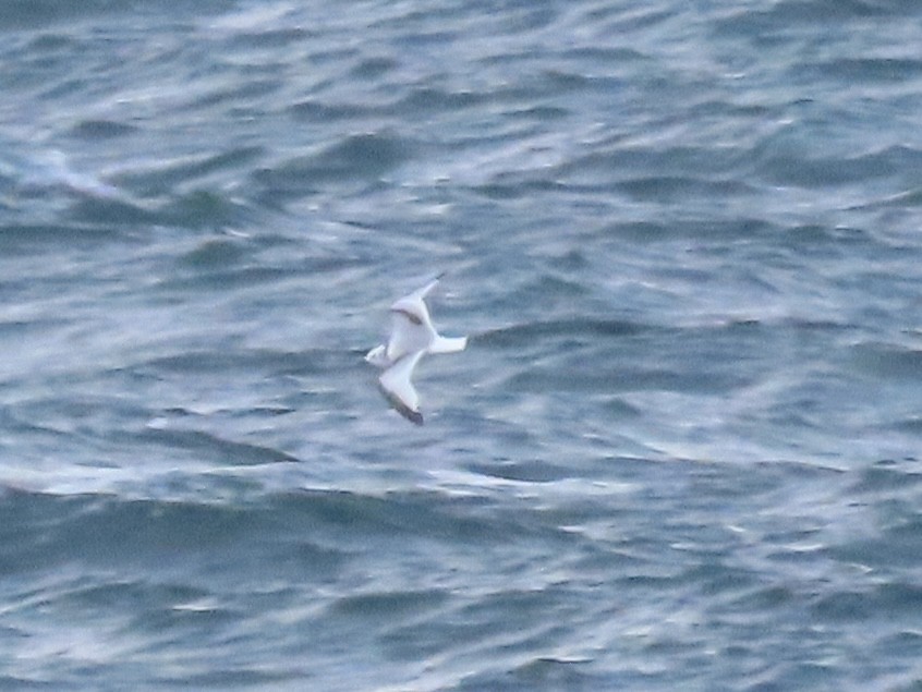 Black-legged Kittiwake - ML641844290
