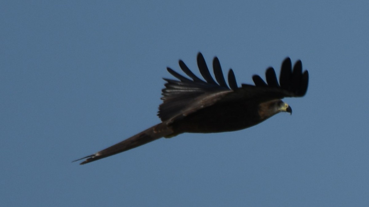 Black Kite - ML641844303