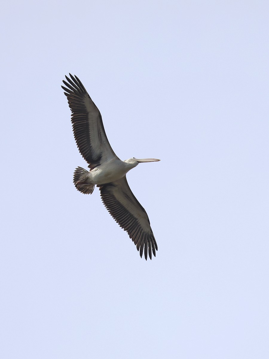 Spot-billed Pelican - ML641844305