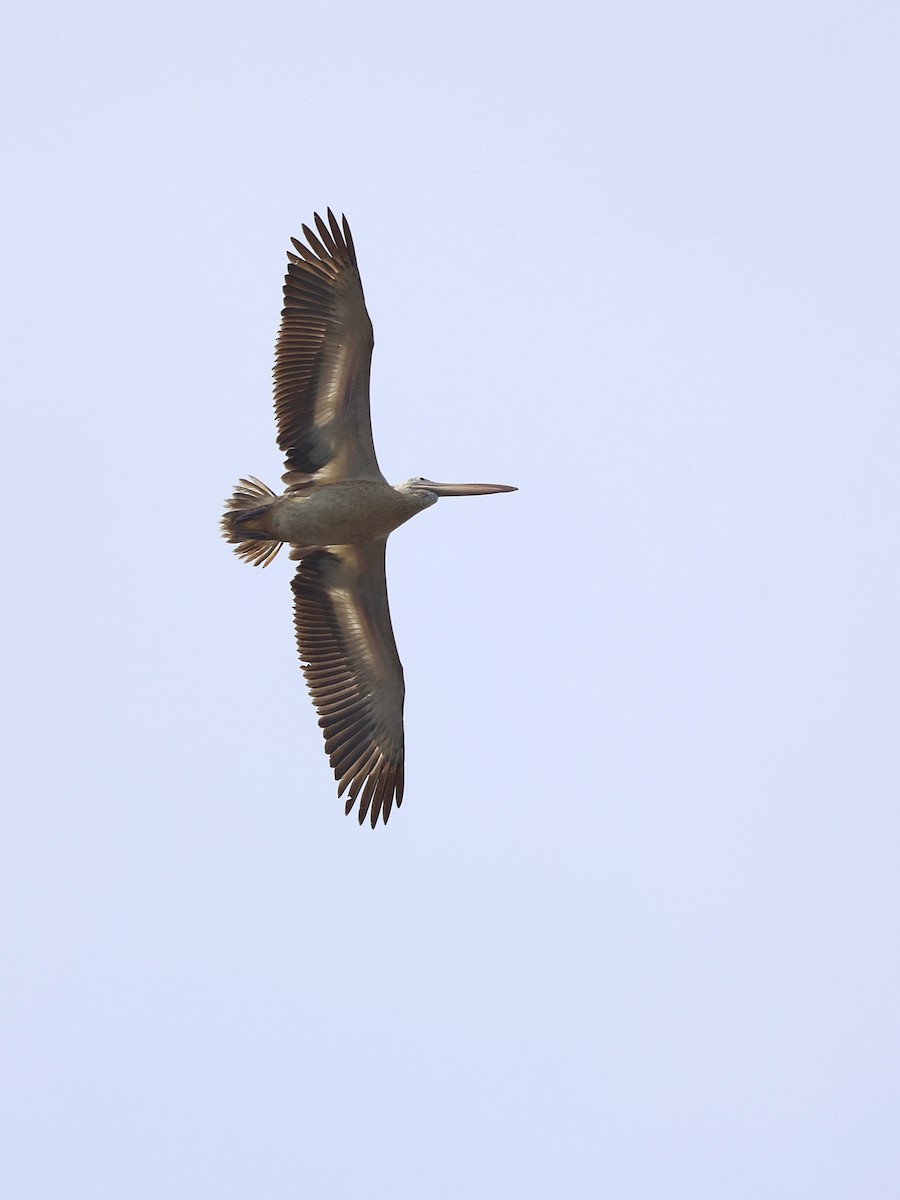 Spot-billed Pelican - ML641844306