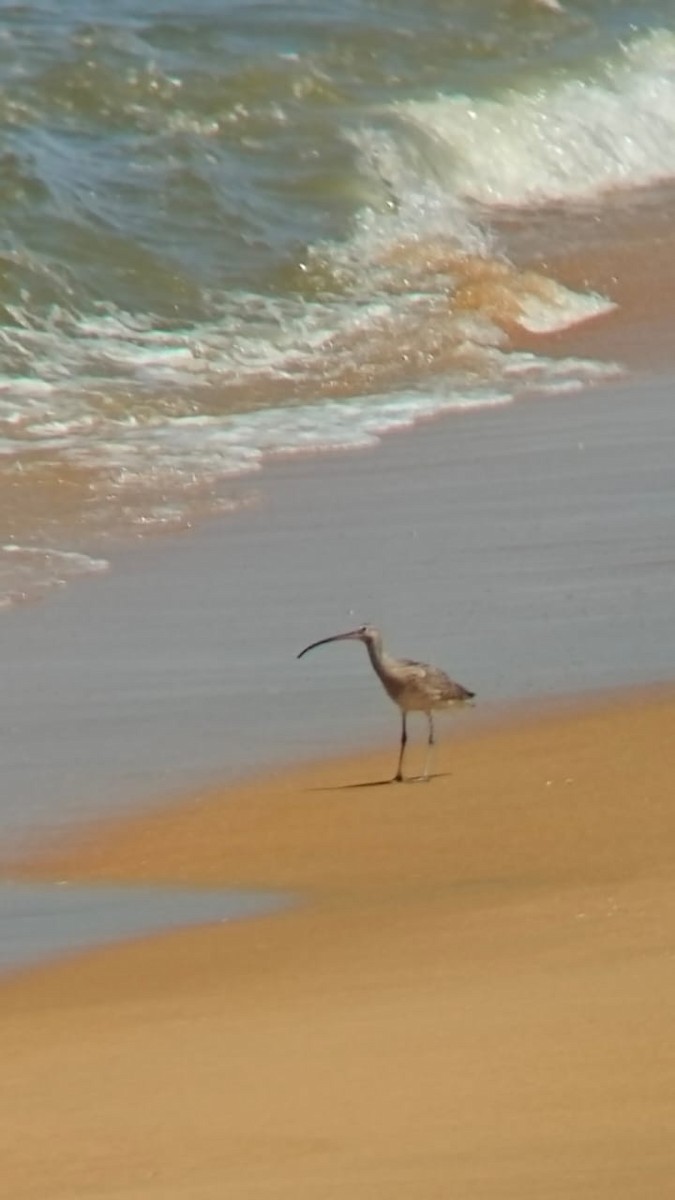 Eurasian Curlew - ML641844311