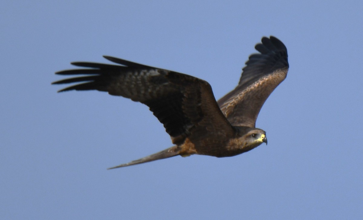 Black Kite - ML641844319