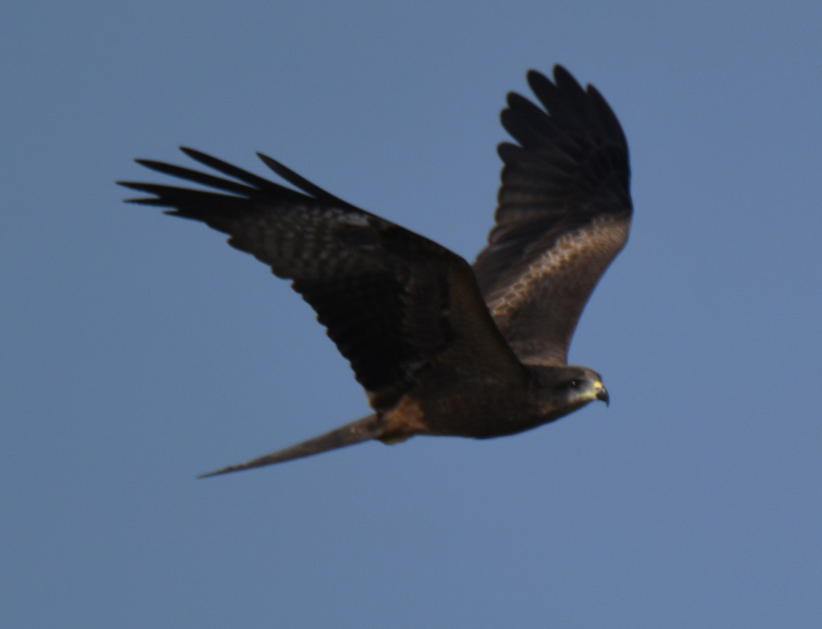 Black Kite - ML641844321