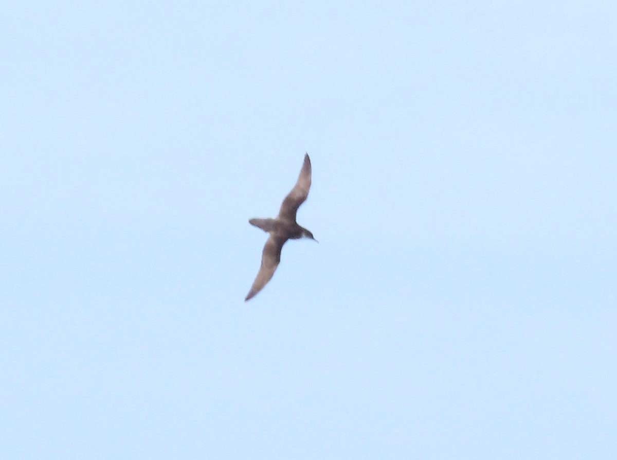 Manx Shearwater - ML641844327