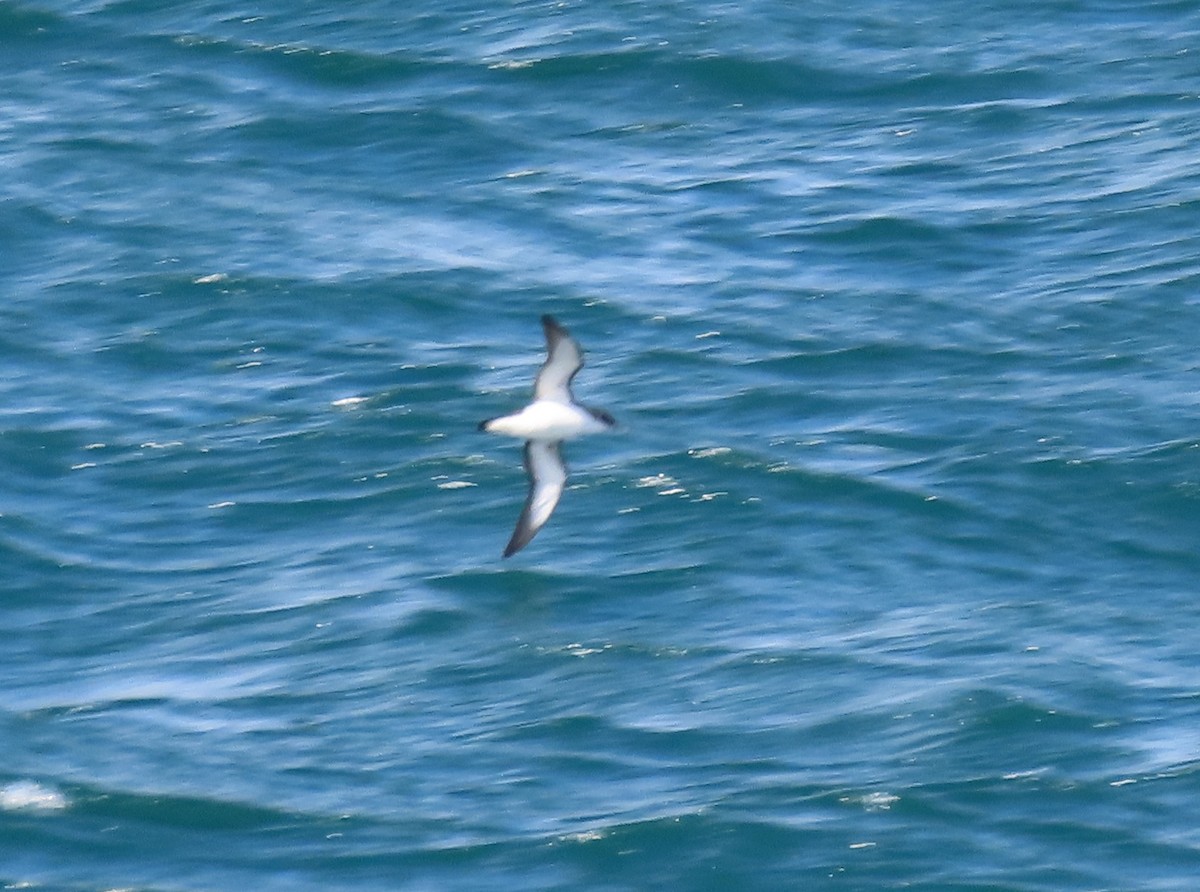 Manx Shearwater - ML641844328